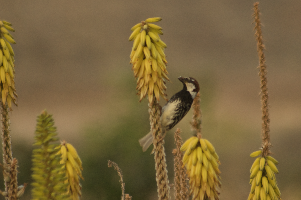 Spanish Sparrow - ML623230695