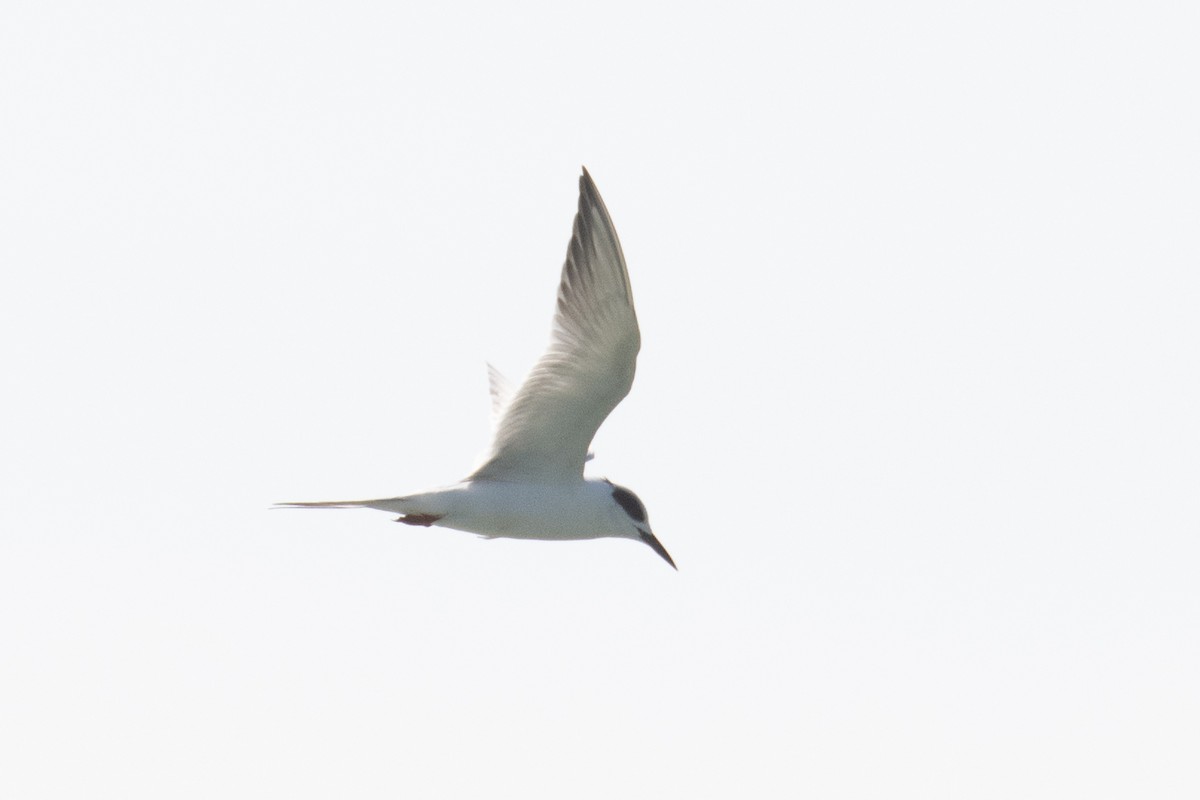 Forster's Tern - ML623230699