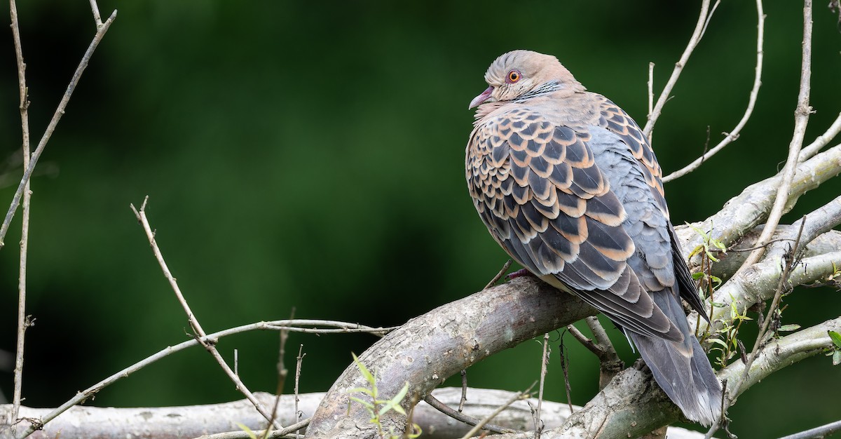 Oriental Turtle-Dove - Friedemann Arndt