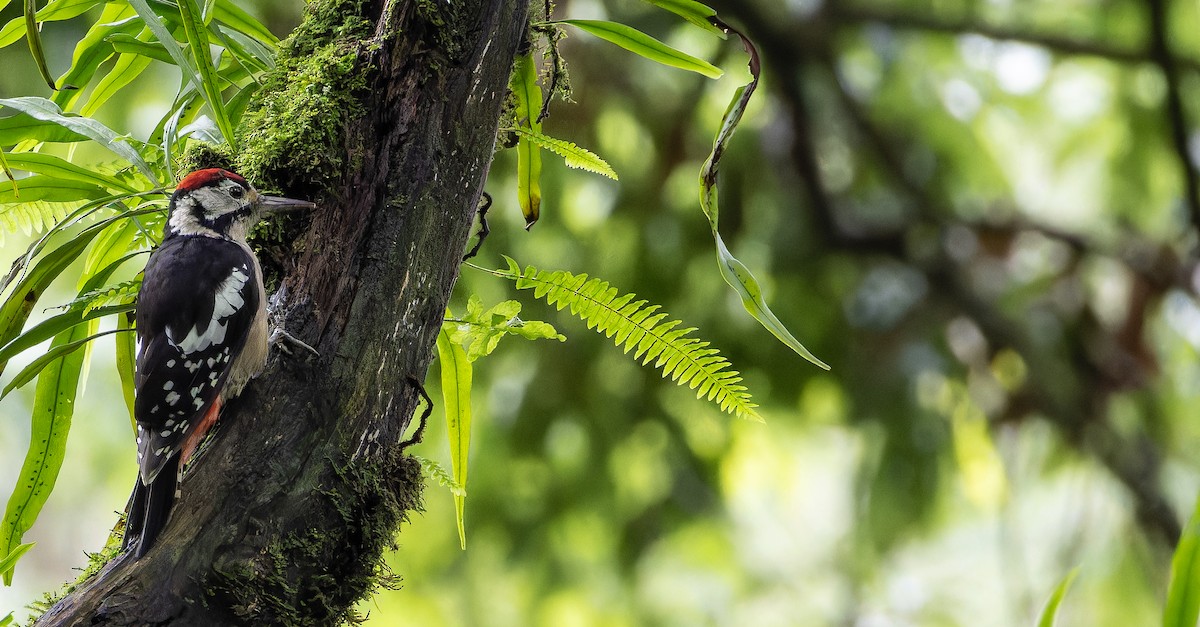 Himalayan Woodpecker - ML623230733