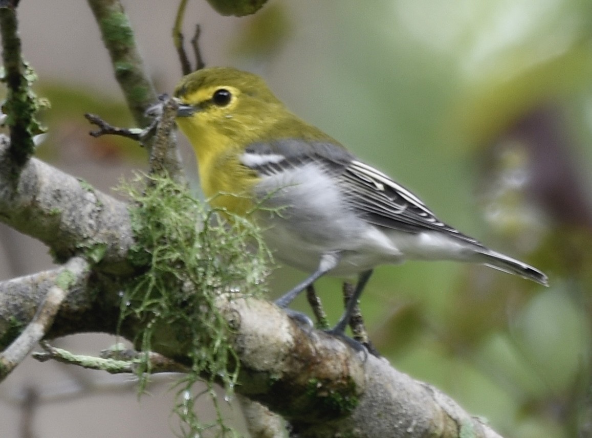 Yellow-throated Vireo - ML623230764