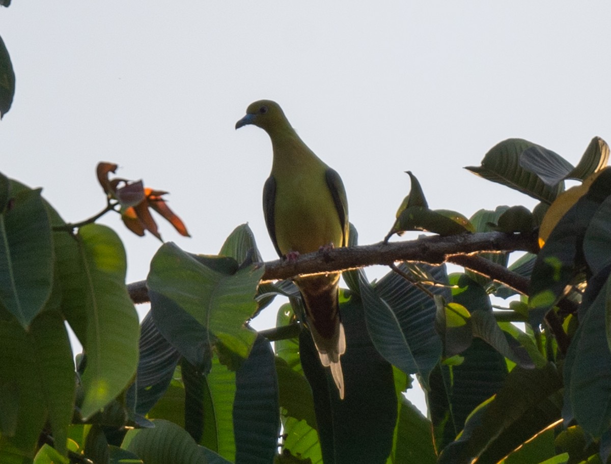 Pin-tailed Green-Pigeon - ML623230830