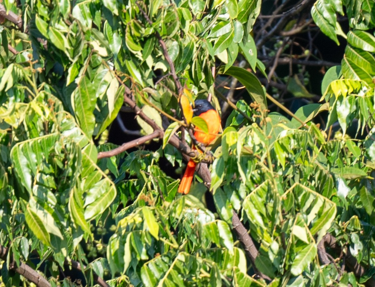 Scarlet Minivet - Jagdish Jatiya