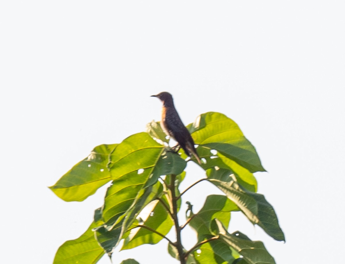 Spot-winged Starling - Jagdish Jatiya