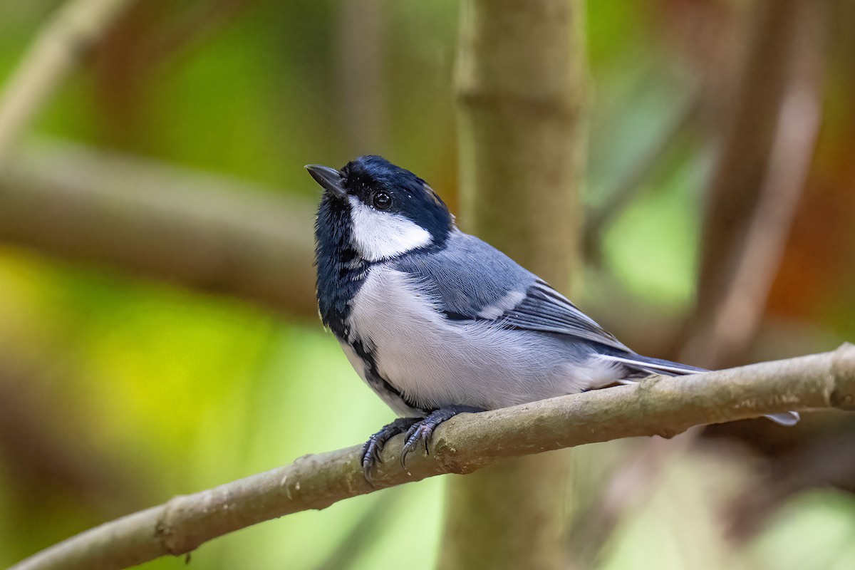 Asian Tit (Cinereous) - ML623230990
