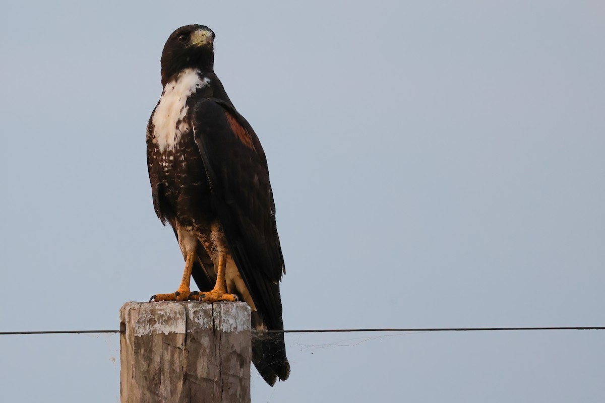 White-tailed Hawk - ML623230996