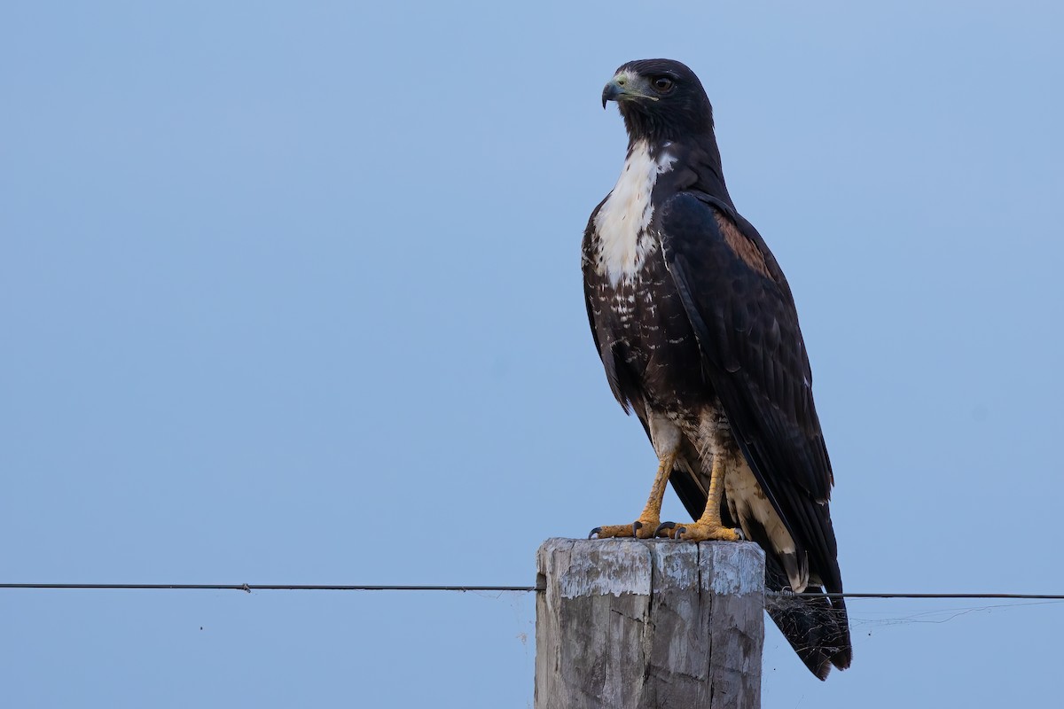 White-tailed Hawk - ML623230997