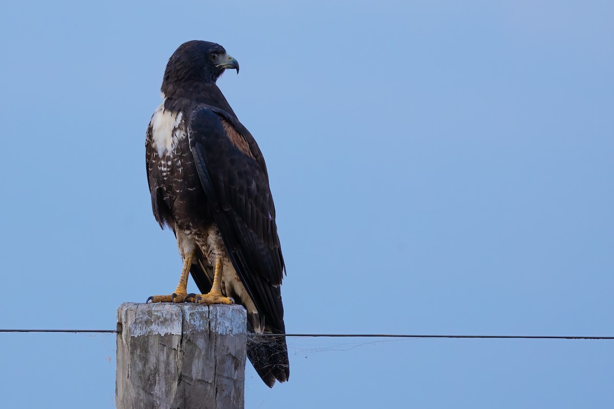 White-tailed Hawk - Sergio Porto