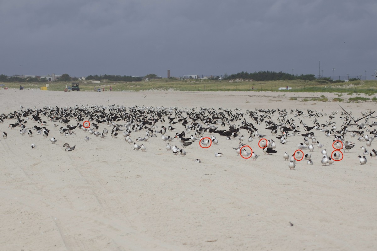 紅燕鷗 - ML623231084