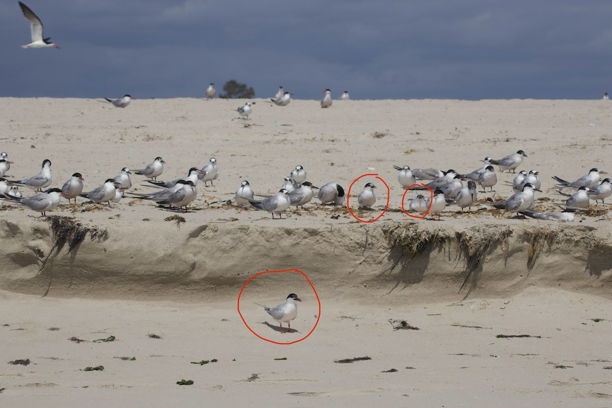 紅燕鷗 - ML623231086