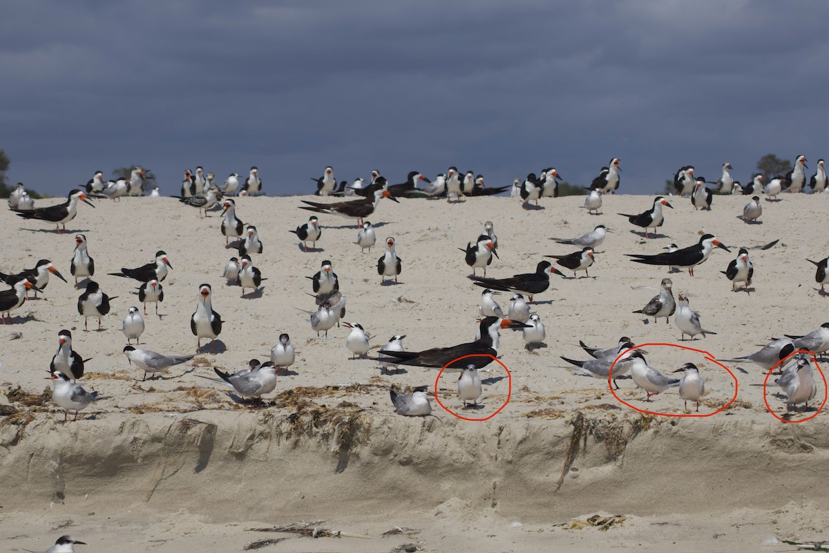 紅燕鷗 - ML623231087