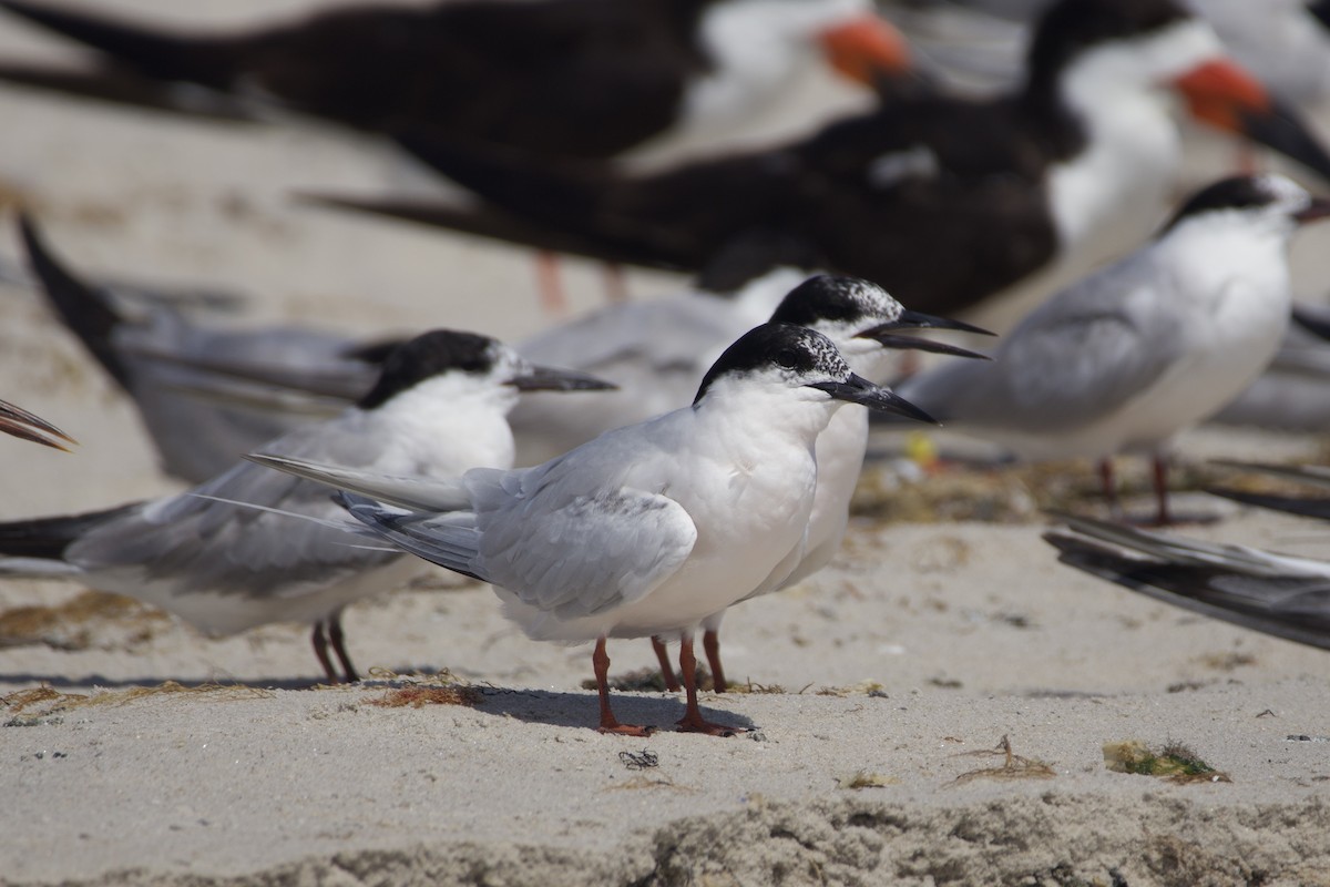 紅燕鷗 - ML623231088