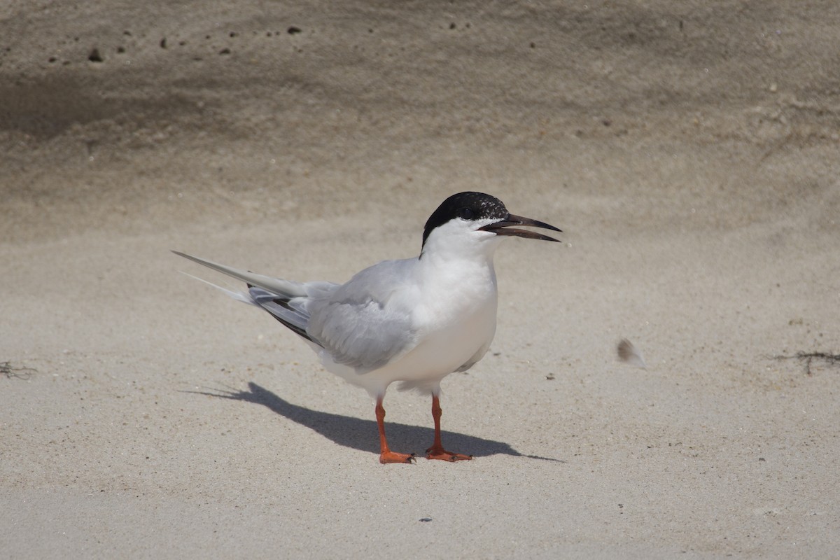 紅燕鷗 - ML623231089