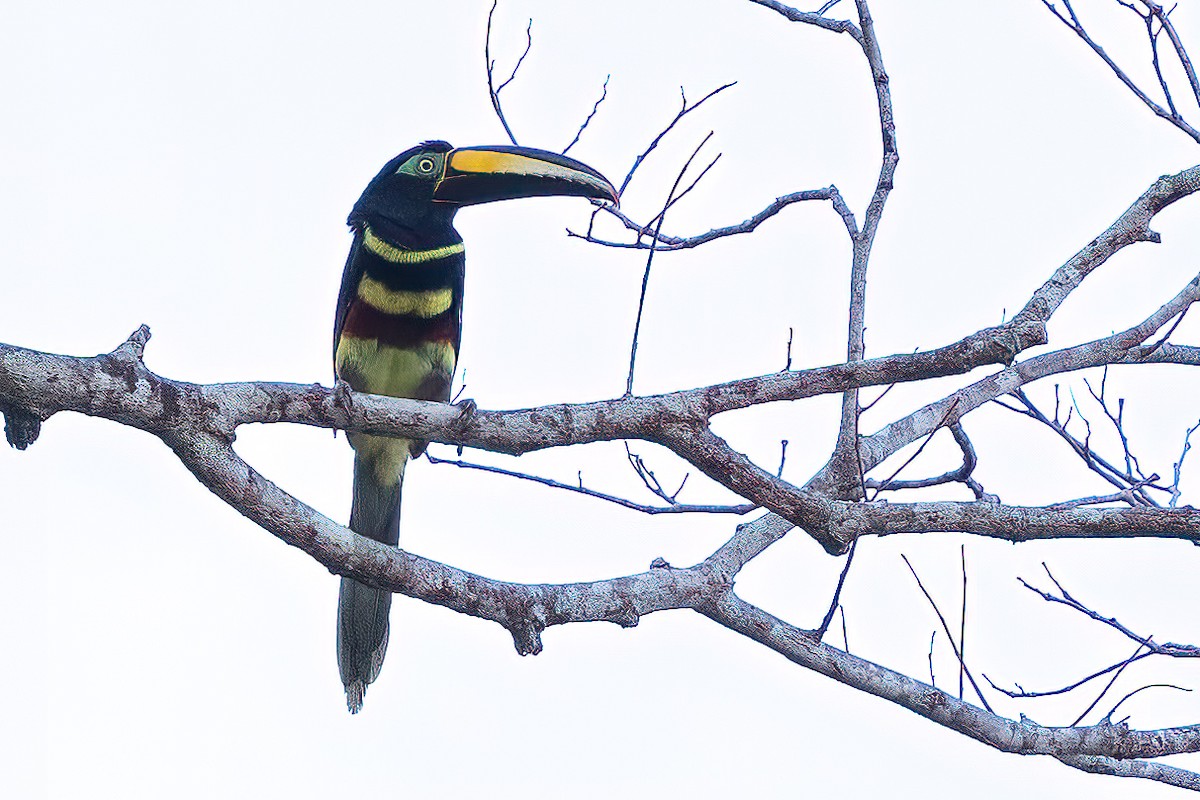 Many-banded Aracari - ML623231126