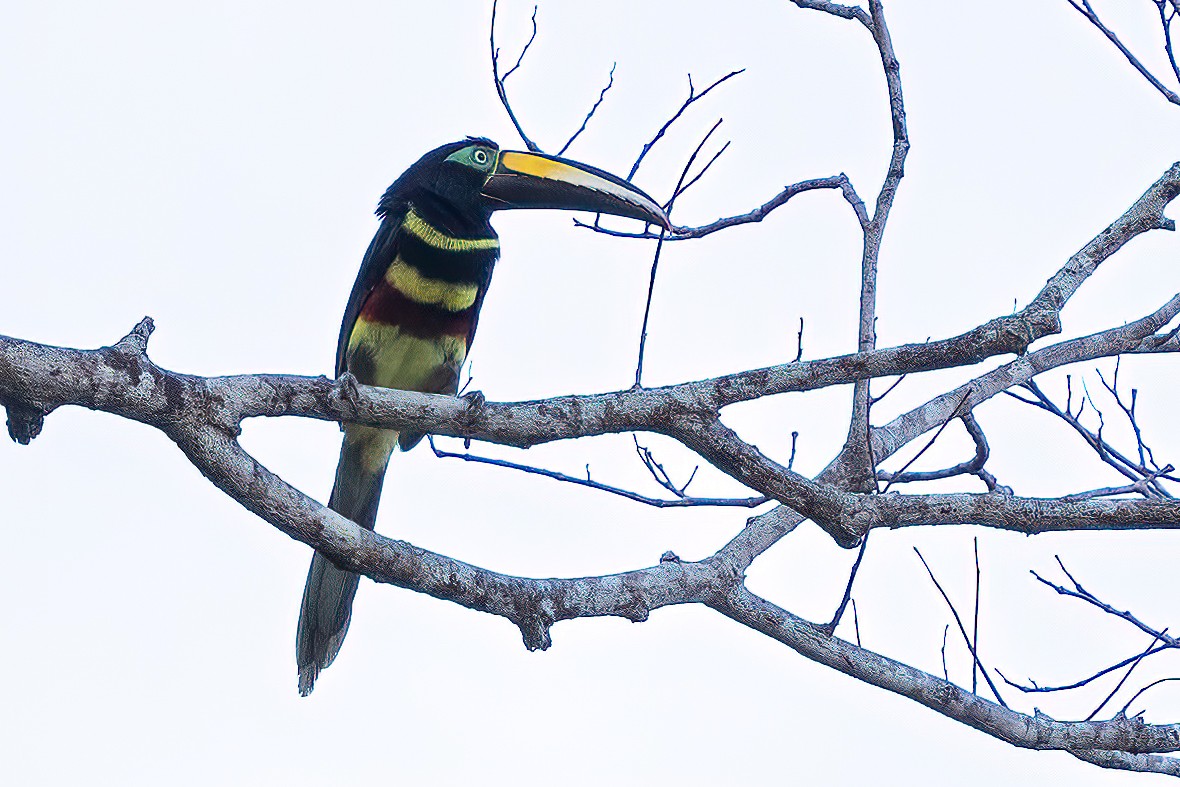 Many-banded Aracari - ML623231127