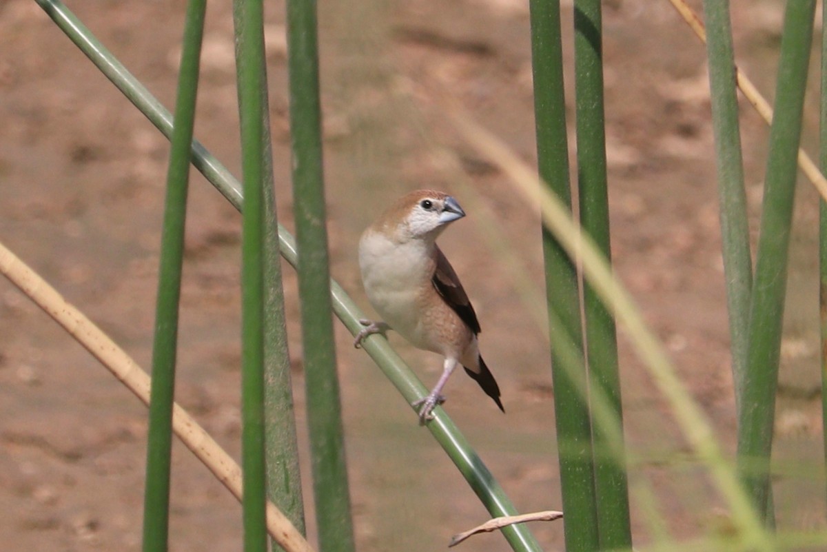 Indian Silverbill - ML623231128