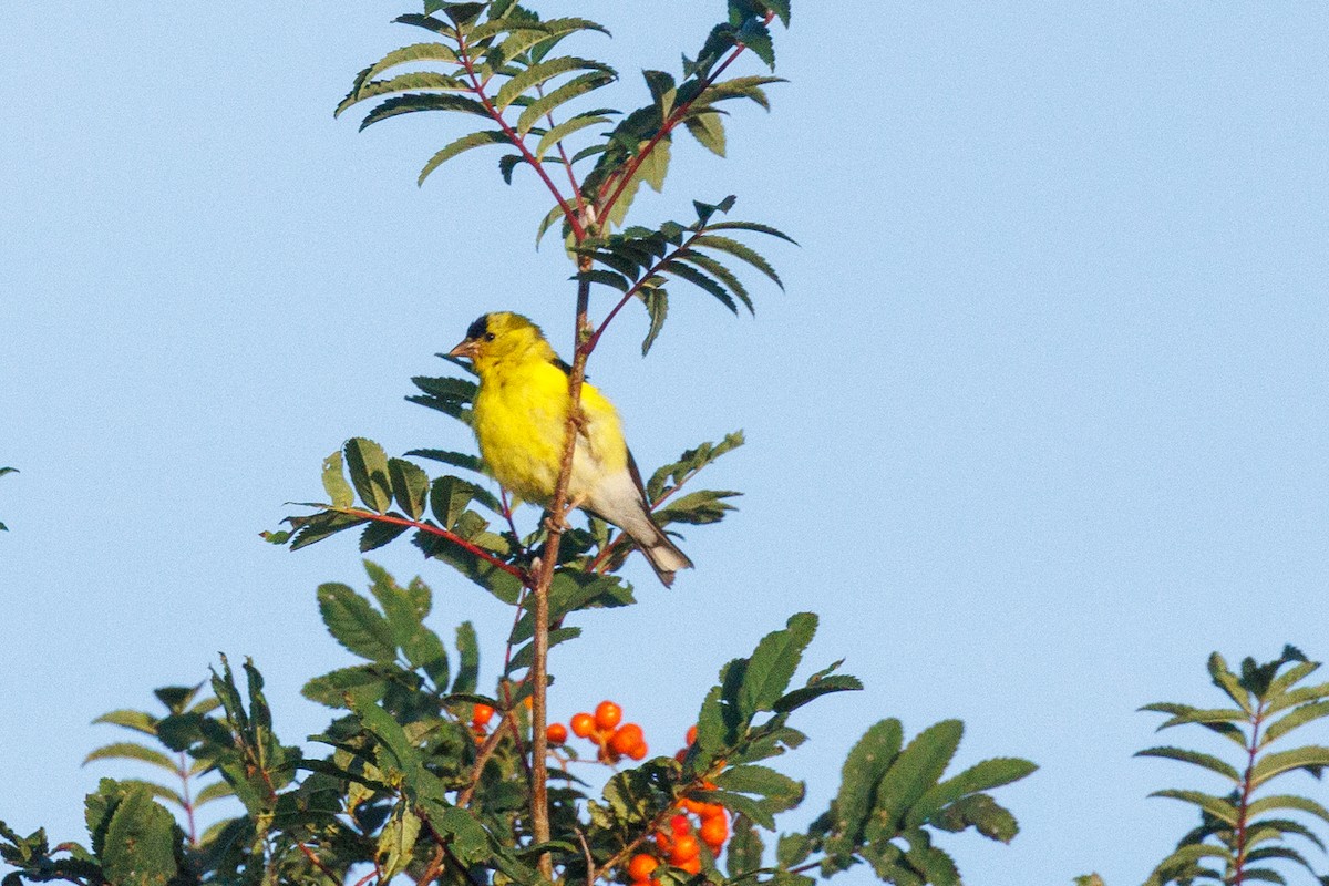 Chardonneret jaune - ML623231139