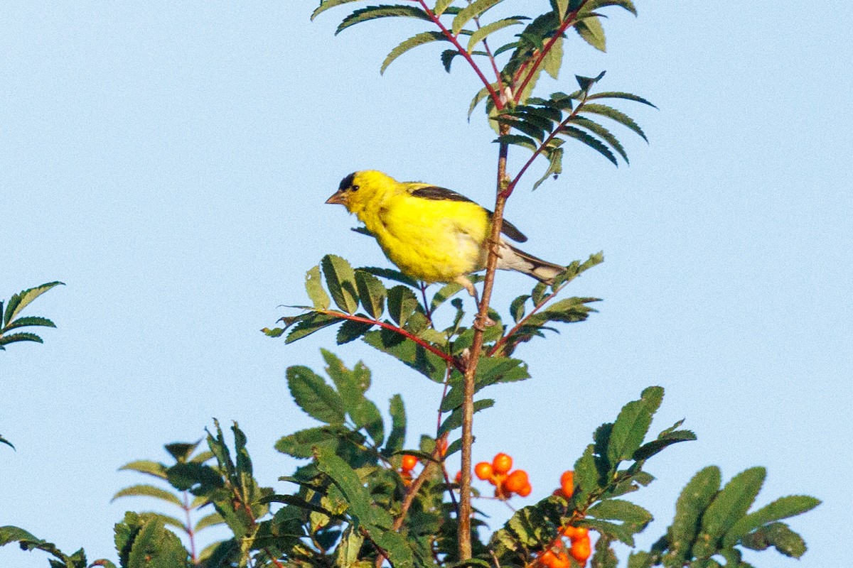 American Goldfinch - Ethel Dempsey