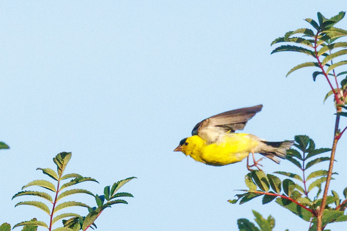 American Goldfinch - ML623231144