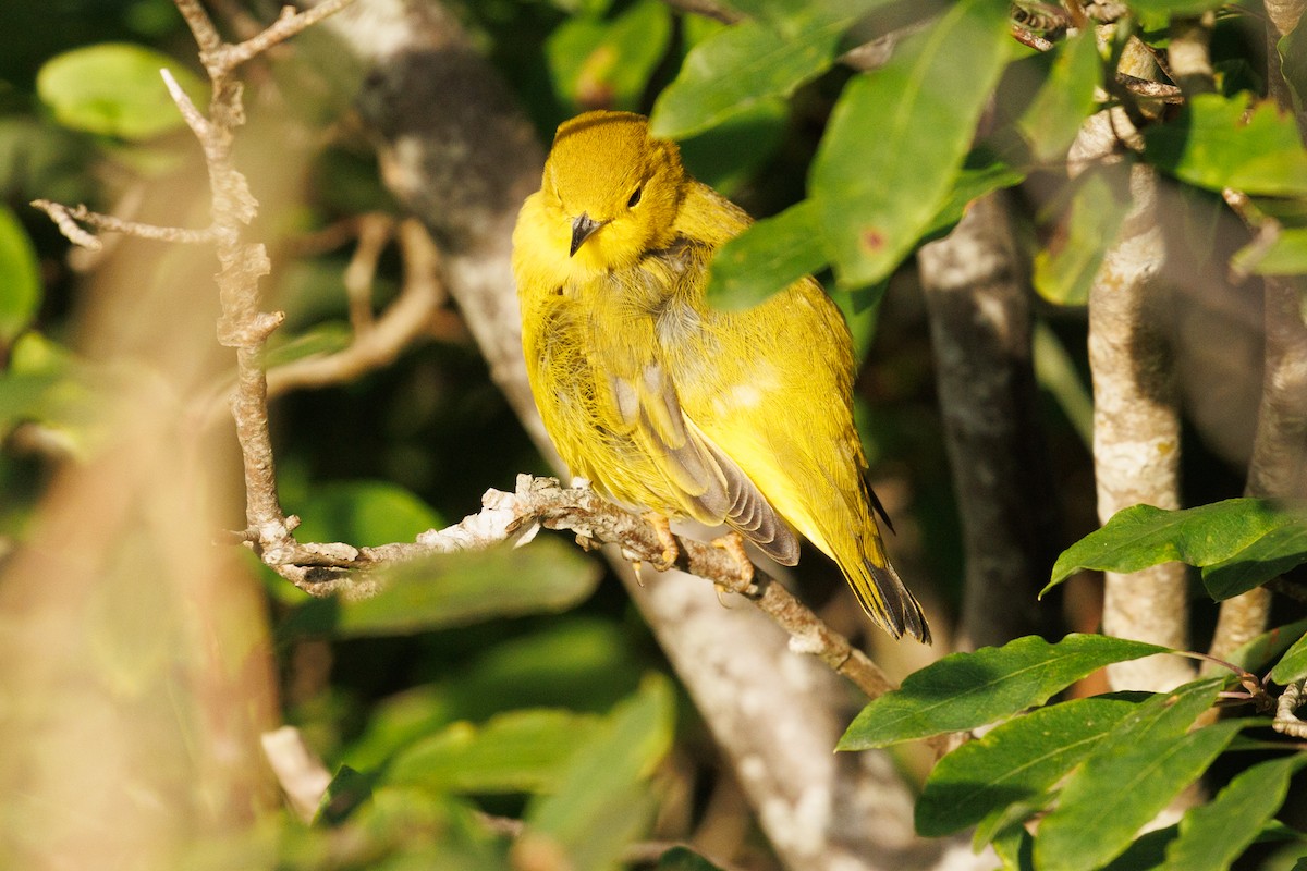 Yellow Warbler (Northern) - ML623231145