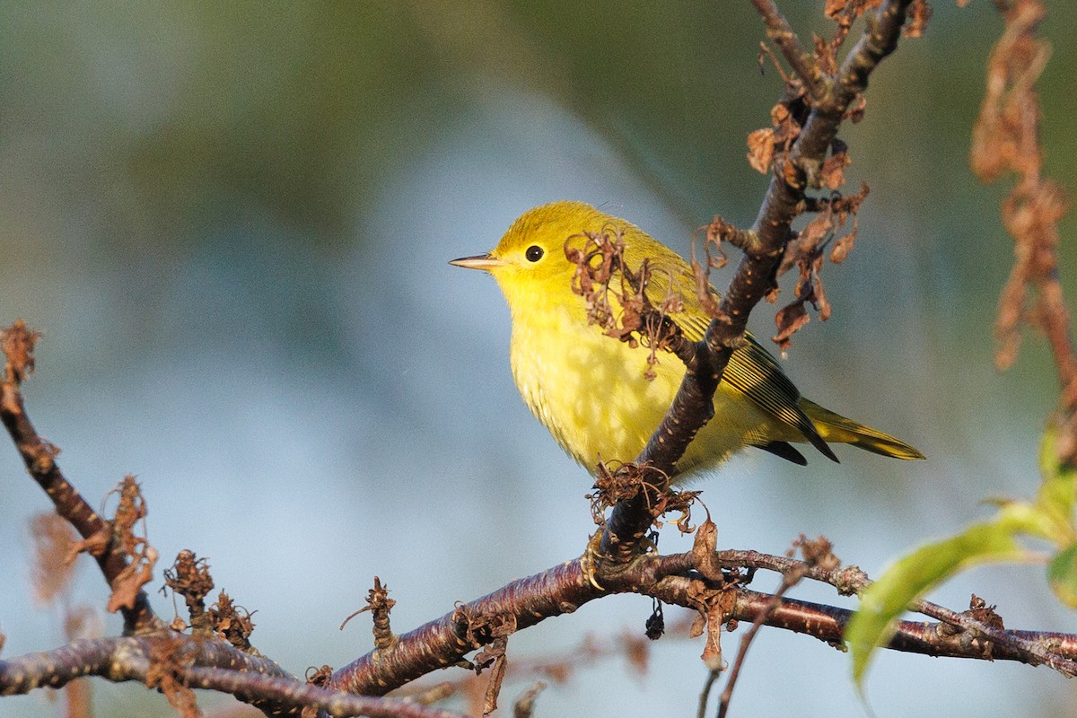 Yellow Warbler (Northern) - ML623231146