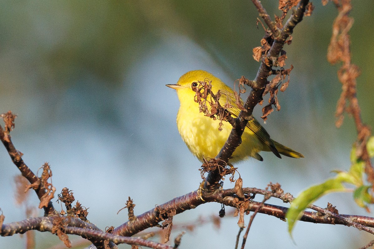 Yellow Warbler (Northern) - ML623231147