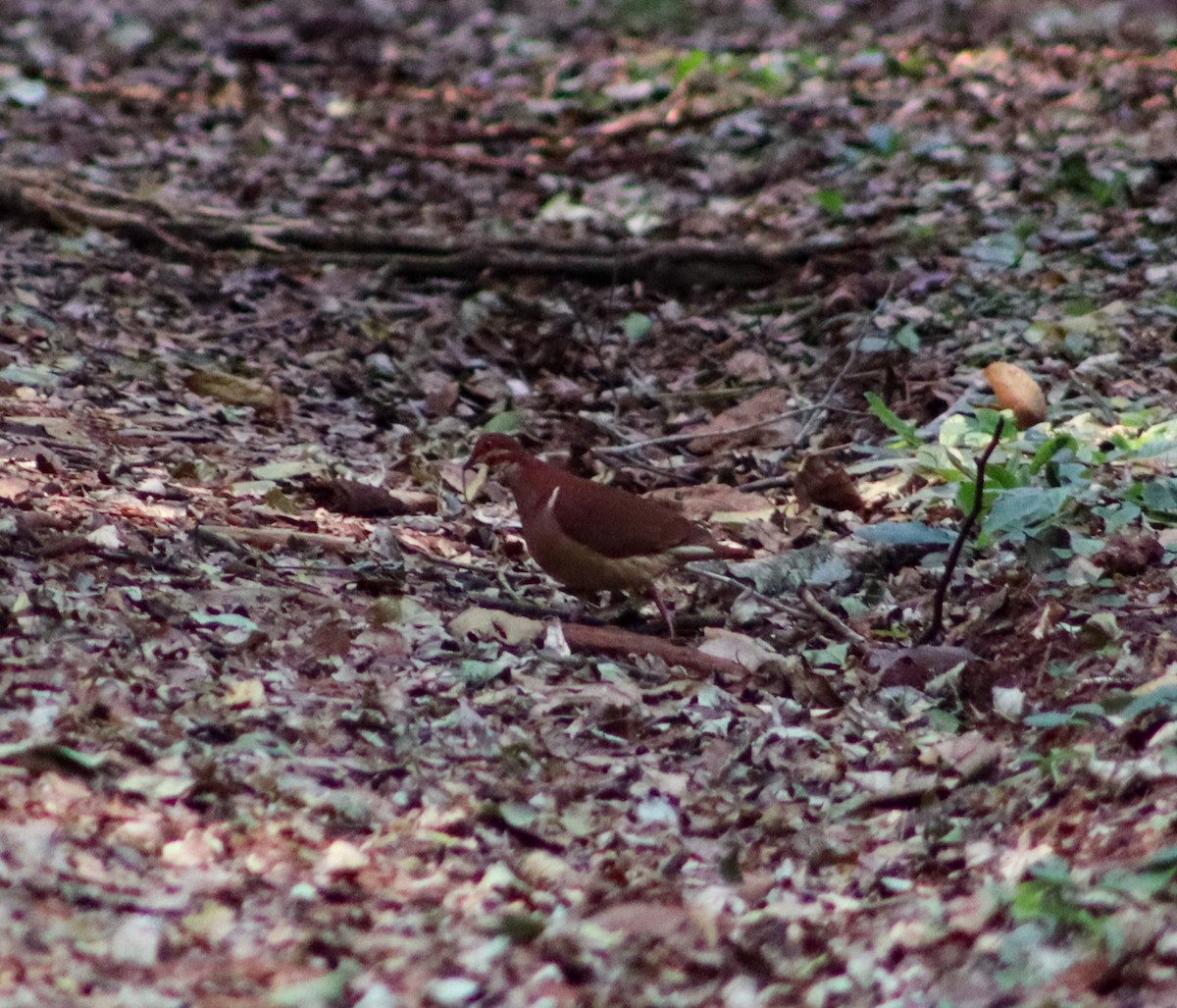 Ruddy Quail-Dove - ML623231156