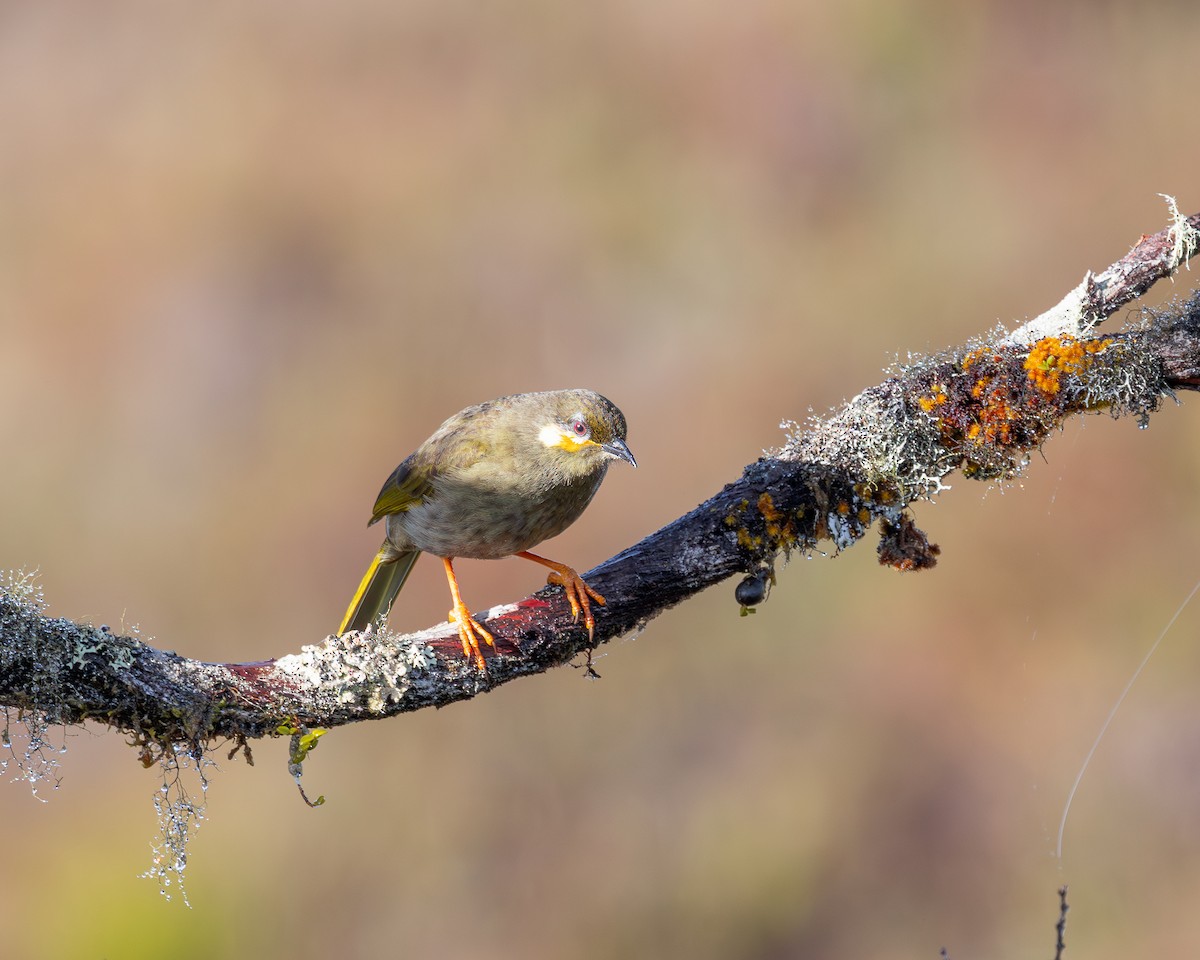 Orange-cheeked Honeyeater - Per Smith