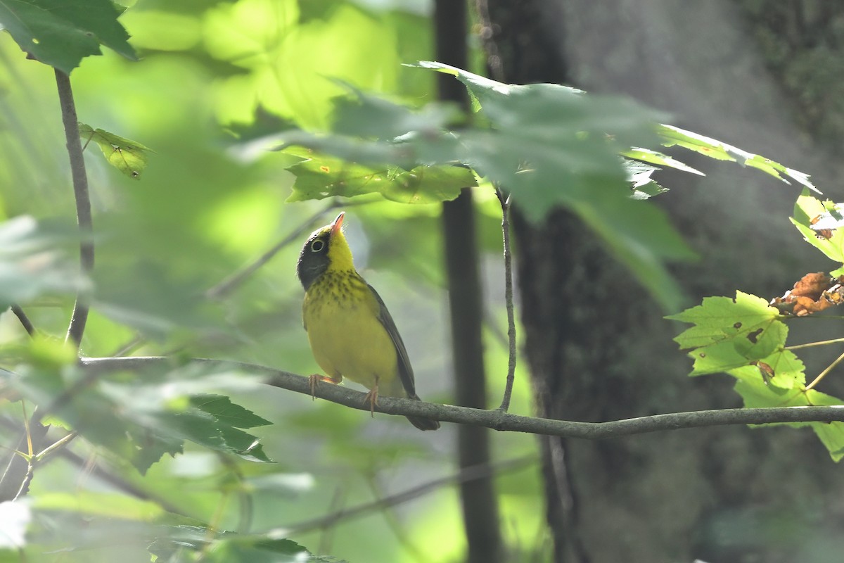 Canada Warbler - ML623231210