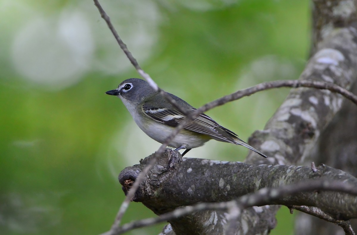 Vireo Solitario - ML623231336