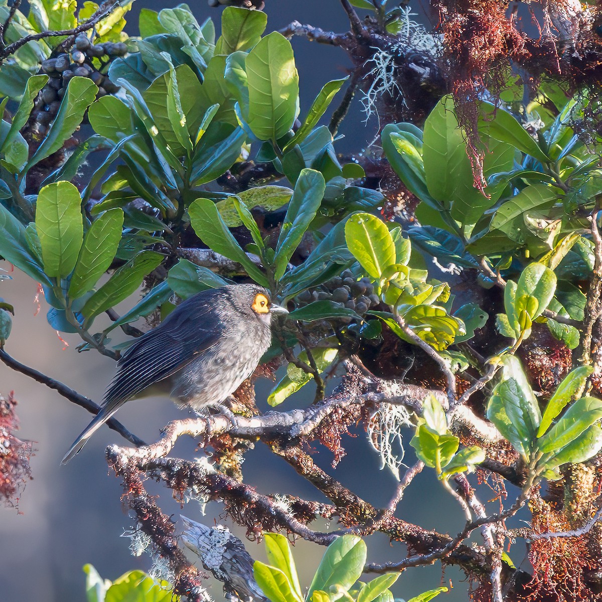 Smoky Honeyeater - ML623231340