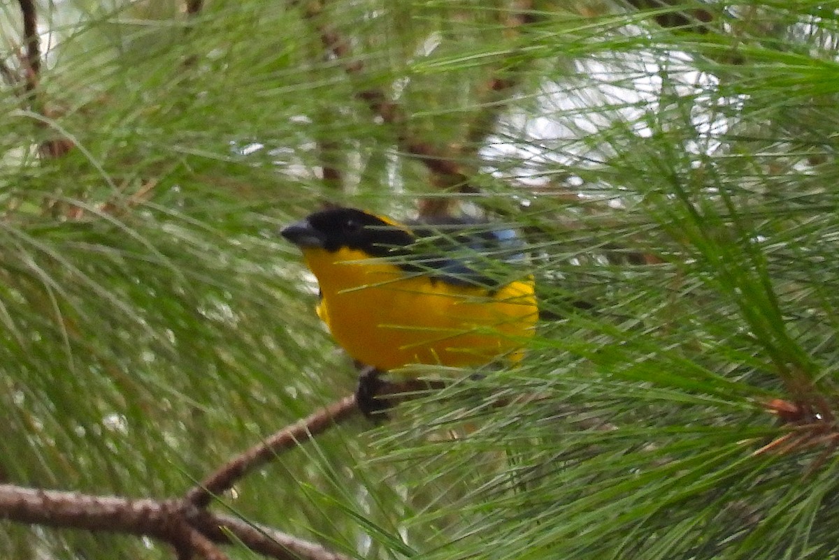 Blue-winged Mountain Tanager - Ted Floyd