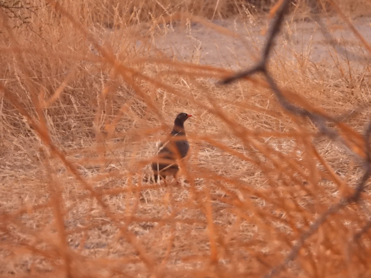 Red-billed Spurfowl - ML623231351