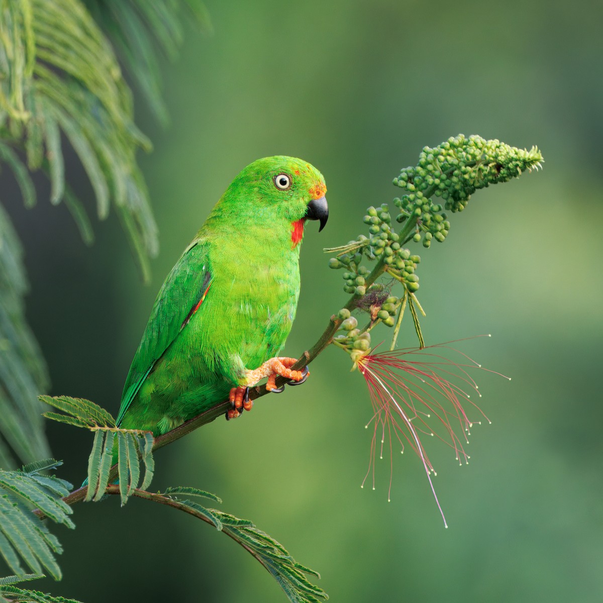 Sulawesi Hanging-Parrot - ML623231362