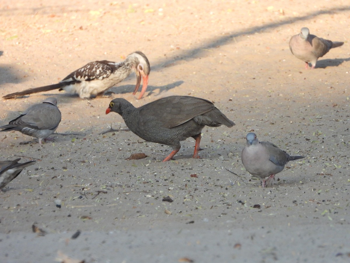 Red-billed Spurfowl - ML623231365