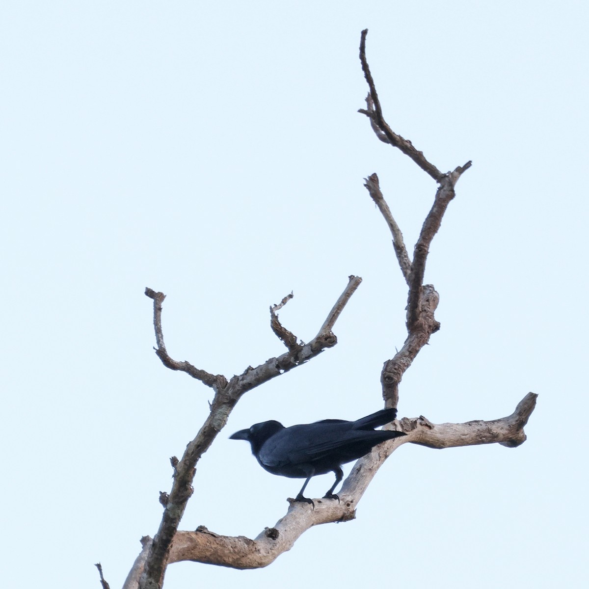 Slender-billed Crow (Sulawesi) - ML623231371