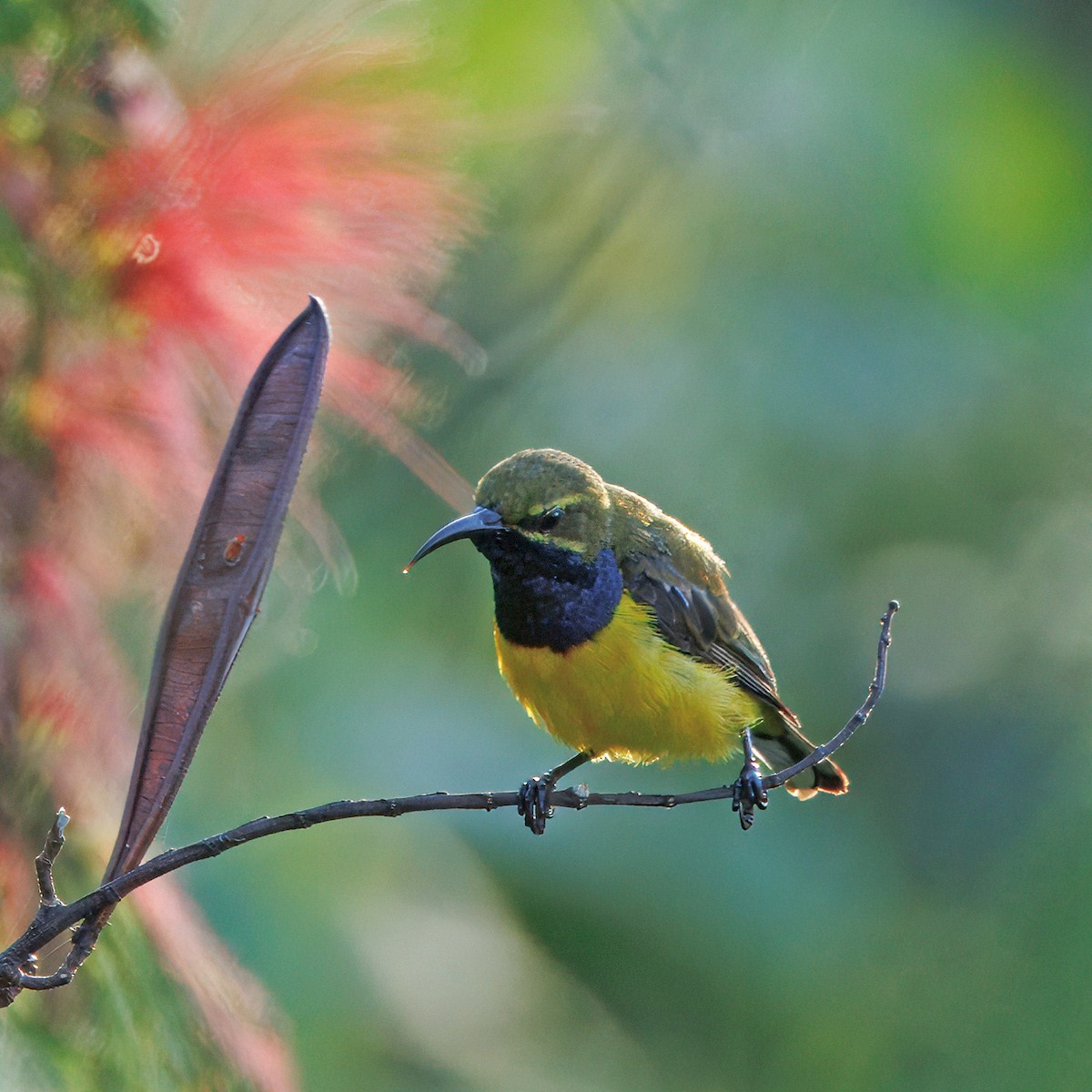 Sahul Sunbird - Ching Chai Liew