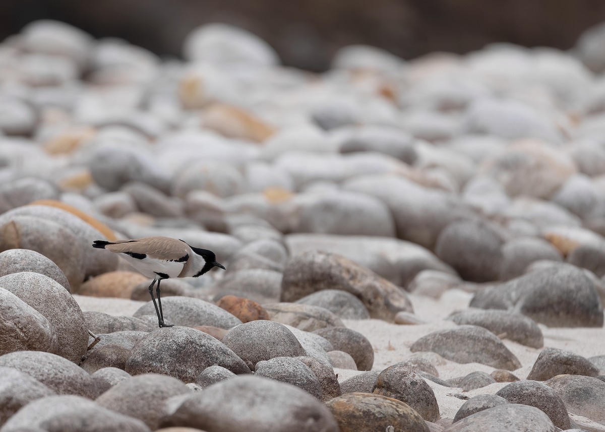 River Lapwing - ML623231394