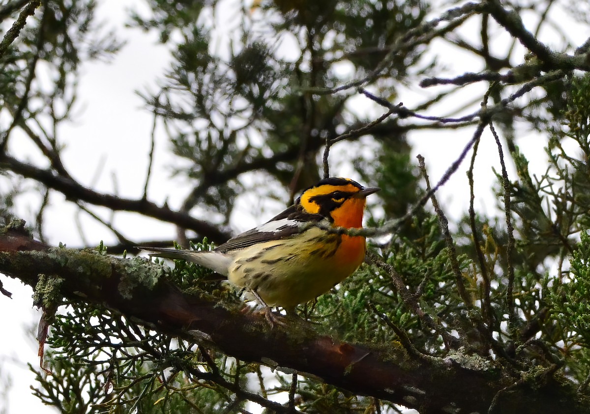 Blackburnian Warbler - ML623231405