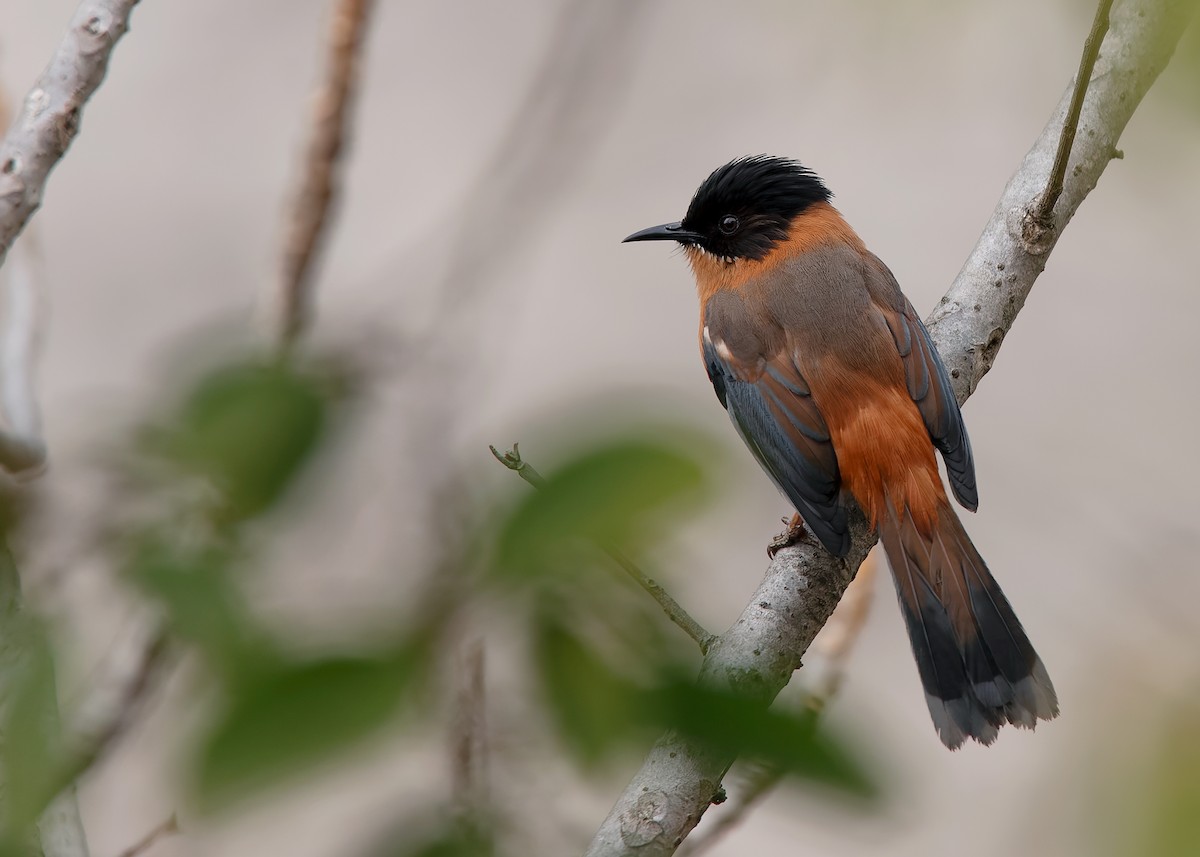 Rufous Sibia - Ayuwat Jearwattanakanok