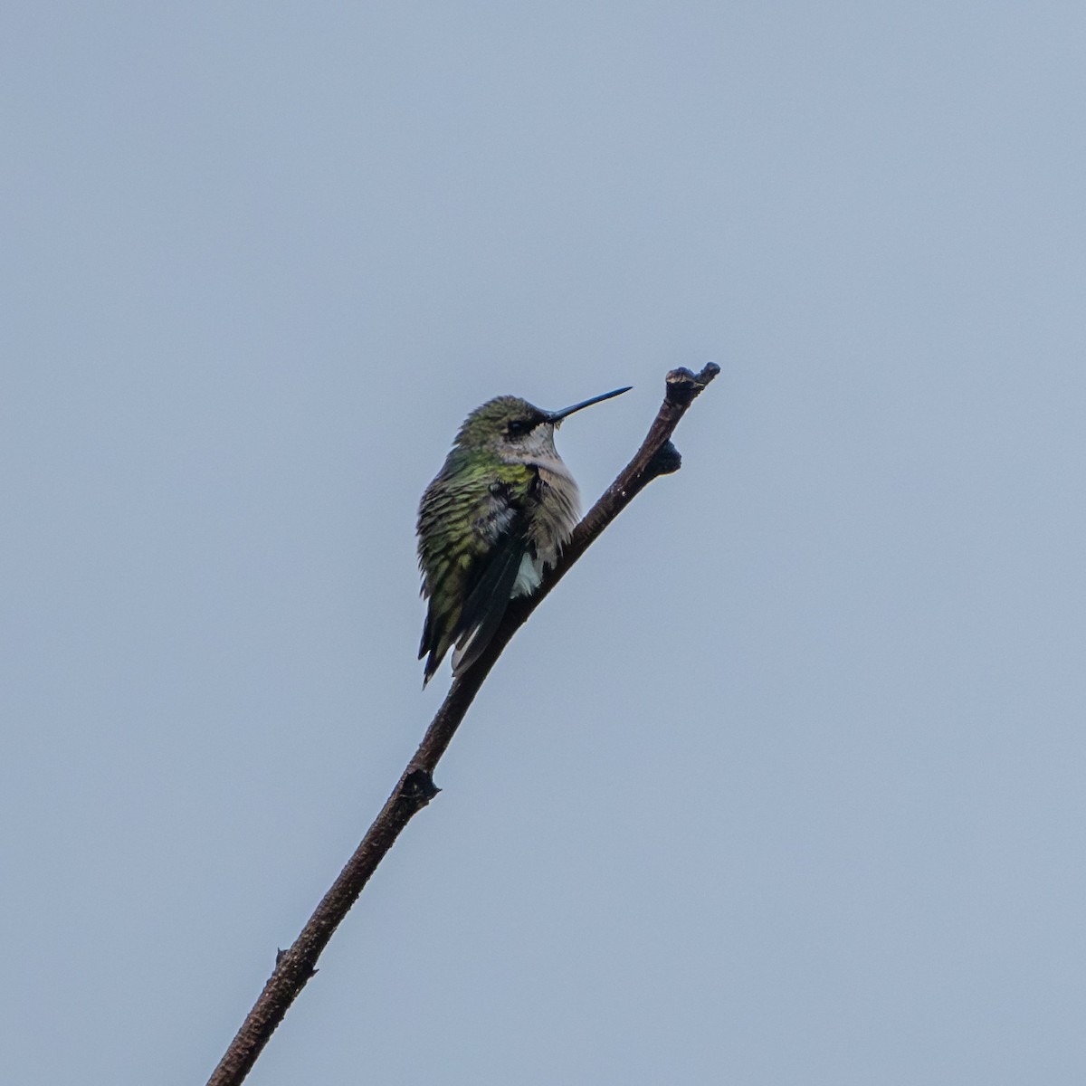 Ruby-throated Hummingbird - ML623231438