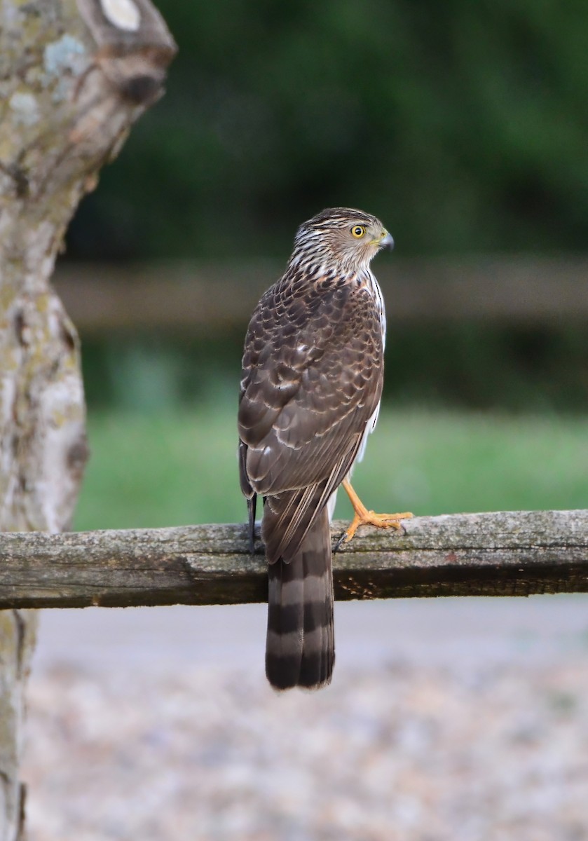 Cooper's Hawk - ML623231449