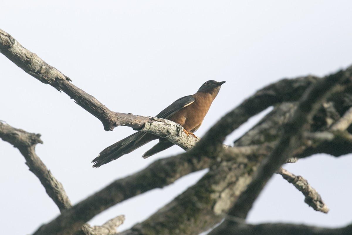 Chestnut-breasted Cuckoo - John Cantwell