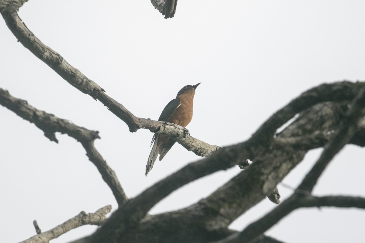 Chestnut-breasted Cuckoo - John Cantwell