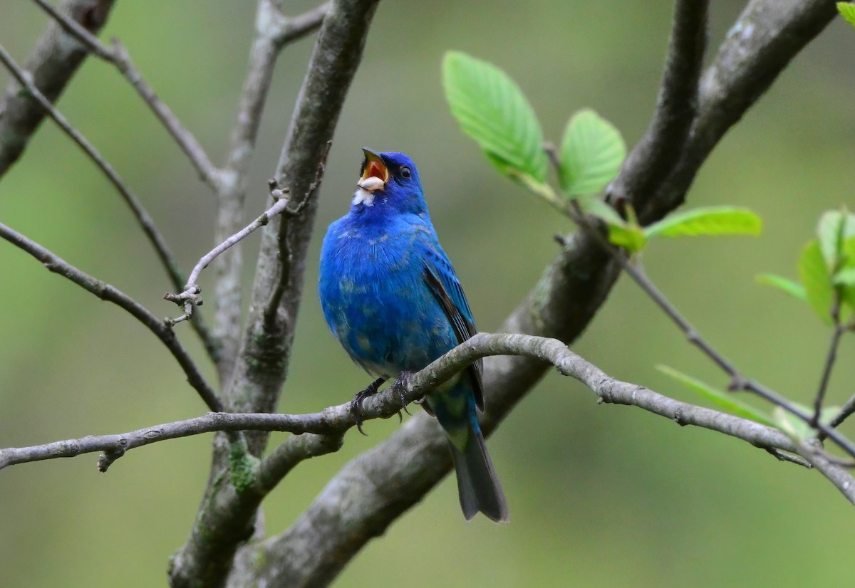 Indigo Bunting - ML623231461