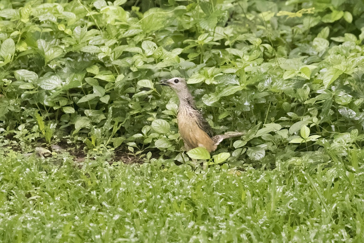 Fawn-breasted Bowerbird - ML623231463