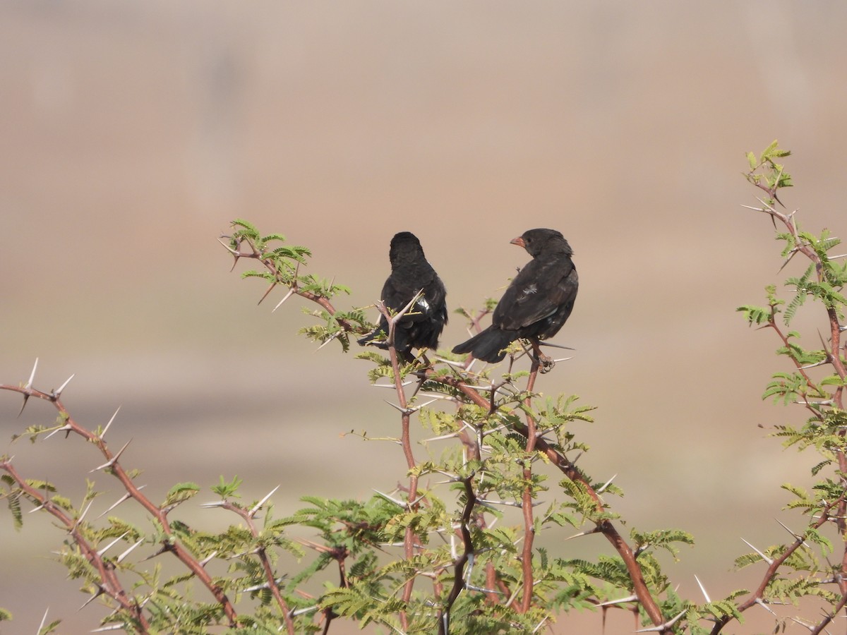 Red-billed Buffalo-Weaver - ML623231466