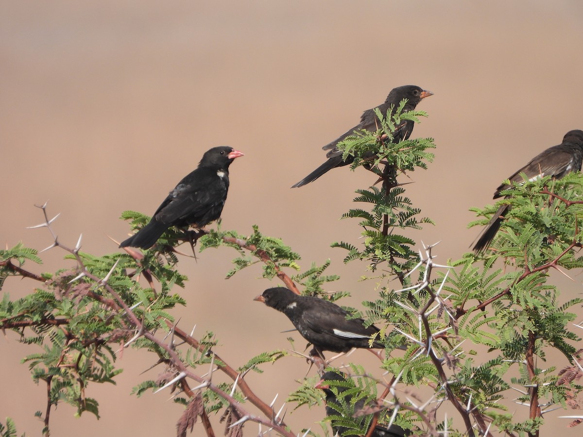 Red-billed Buffalo-Weaver - ML623231470