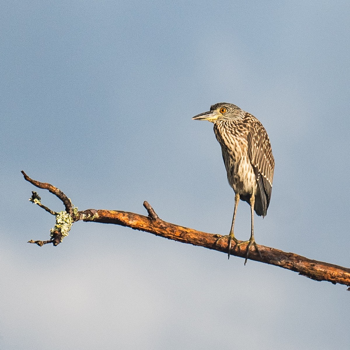 Yellow-crowned Night Heron - ML623231471