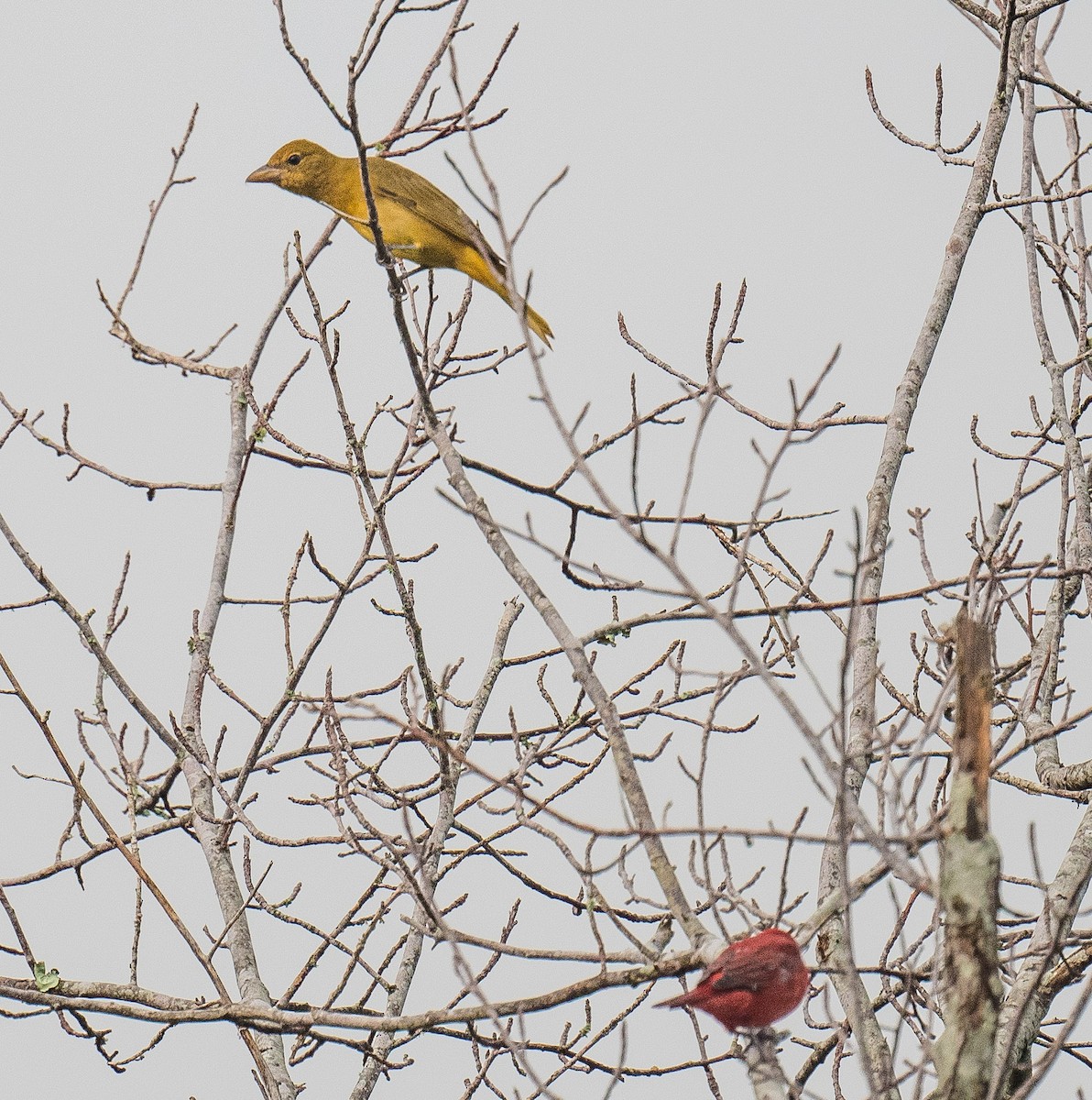 Summer Tanager - ML623231472